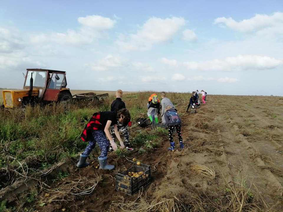 Wykopki i Dzień Pieczonego Ziemniaka